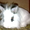 Карликовые декоративные крольчата-малыши - Изображение #4, Объявление #726580
