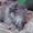 Персидский котик, очень ласковый - Изображение #5, Объявление #798675