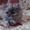 Персидский котик,  очень ласковый