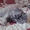 Персидский котик, очень ласковый - Изображение #3, Объявление #798675