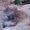 Персидский котик, очень ласковый - Изображение #4, Объявление #798675