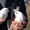 Запуск белых голубей на свадьбах и торжествах - Изображение #4, Объявление #959127