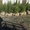 Саженцы ели сибирской,  высота 1-1.2 метра