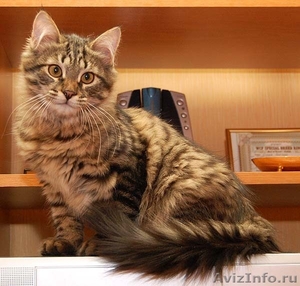 котята сибирские - Изображение #3, Объявление #5075