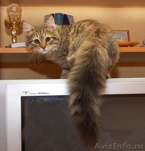 котята сибирские - Изображение #2, Объявление #5075
