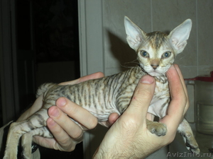 Продам котенка породы донской сфинкс (девочка) с родословной - Изображение #1, Объявление #25341