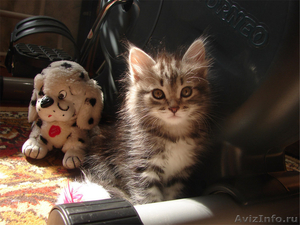 Сибирские котята с родословной! - Изображение #1, Объявление #79821