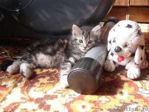 Сибирские котята с родословной! - Изображение #2, Объявление #79821