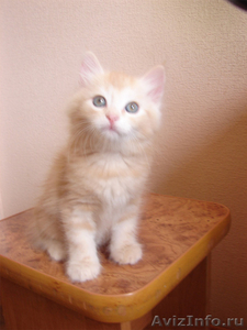 Сибирские котята с родословной! - Изображение #3, Объявление #79821