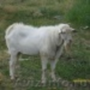 Племенной зааненский козел 1,5 года,чистопородный,вязка - Изображение #1, Объявление #80592