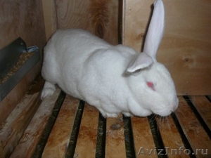 Кроликов Белый Великан - Изображение #1, Объявление #93882