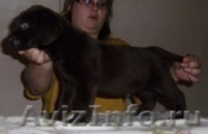 Лабрадор-щенки шоколадки - Изображение #2, Объявление #221813