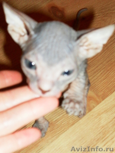 Продам котят породы Донской сфинкс - Изображение #1, Объявление #237015