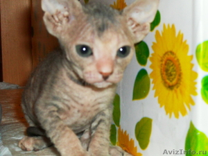 Продам котят породы Донской сфинкс - Изображение #2, Объявление #237015