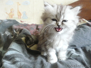 Очаровательные персидские котята ждут своего хозяина - Изображение #1, Объявление #268776