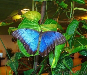 Живые тропические бабочки у Вас в офисе и дома ! - Изображение #3, Объявление #356741