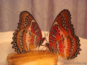 Живые Тропические Бабочки в подарок ! - Изображение #1, Объявление #351609