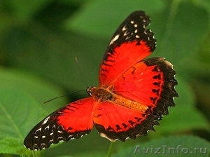 Живые Тропические Бабочки в подарок ! - Изображение #6, Объявление #351609