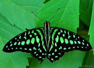 Живые Тропические Бабочки в подарок ! - Изображение #7, Объявление #351609