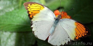 Живые Тропические Бабочки в подарок ! - Изображение #4, Объявление #351609