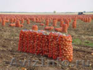 продажа овощных сеток в челябинске по низким ценам - Изображение #2, Объявление #364209