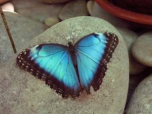 Живые тропические бабочки у Вас в офисе и дома ! - Изображение #6, Объявление #356741