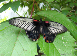 Живые тропические бабочки у Вас в офисе и дома ! - Изображение #5, Объявление #356741