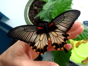 Живые Тропические Бабочки в подарок ! - Изображение #5, Объявление #351609