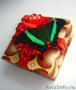Живые Тропические Бабочки в подарок ! - Изображение #2, Объявление #351609