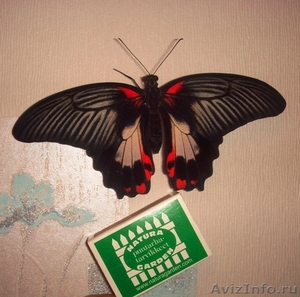 Живые Тропические Бабочки в подарок ! - Изображение #3, Объявление #351609
