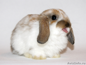 Малыши крольчата кролики карликовые - Изображение #1, Объявление #385870