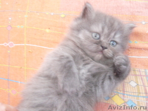 Персидские котята выбирают себе хозяина - Изображение #2, Объявление #394444