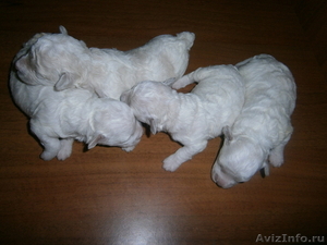 Ангельские щенки породы бишон фризе - Изображение #2, Объявление #390563