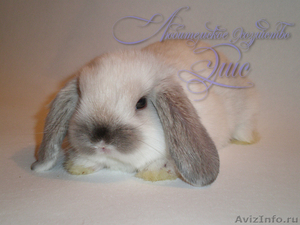 Малыши крольчата кролики карликовые - Изображение #2, Объявление #385870