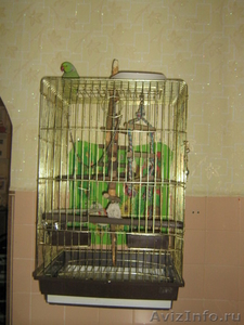 Продам ожерелового попугая - Изображение #2, Объявление #406753