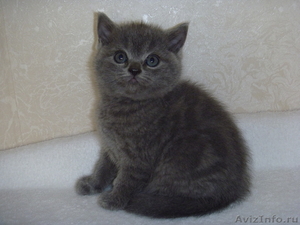 Продаются британские котятки - Изображение #5, Объявление #405029