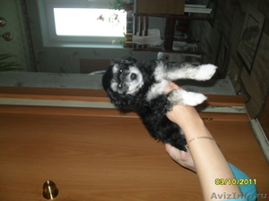 Продаётся щенок китайской хохлатой - Изображение #3, Объявление #399340