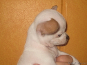 чихуахуа самая маленькая собака - Изображение #1, Объявление #472487