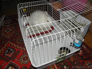 Продам за символичную плату породистого кролика - Изображение #1, Объявление #472128