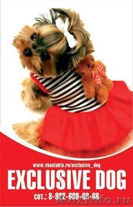 Модная одежда для собак европейских брендов «Exclusive dog»! - Изображение #1, Объявление #468258
