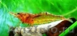 Пресноводные креветки - Изображение #1, Объявление #484521