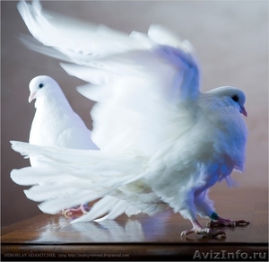 аренда голубей белых - Изображение #1, Объявление #532043