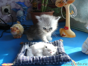 Персидские котята ищут добрых хозяев! - Изображение #4, Объявление #550958