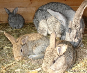 Кролики породы фландр - Изображение #2, Объявление #590993