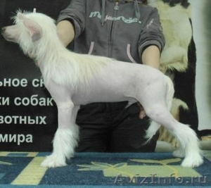 Подрощенный щенок китайской хохлатой - Изображение #2, Объявление #601254