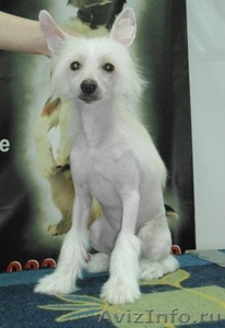 Подрощенный щенок китайской хохлатой - Изображение #1, Объявление #601254