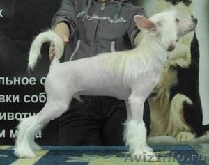 Подрощенный щенок китайской хохлатой - Изображение #3, Объявление #601254