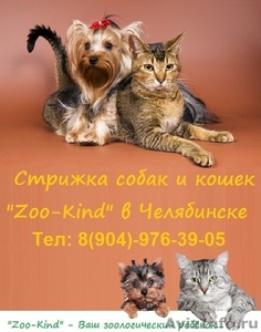 Стрижка собак и кошек «Zoo-Kind» в Челябинске - Изображение #1, Объявление #617274