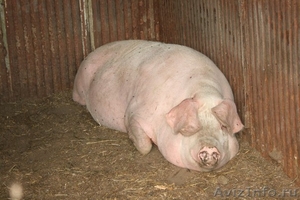 продам крупных свиноматок - Изображение #3, Объявление #698365