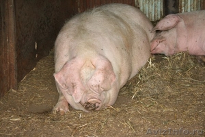 продам крупных свиноматок - Изображение #2, Объявление #698365